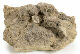 Herkimer Diamond in Matrix - The Ace of Diamonds Mine, New York #324467-1